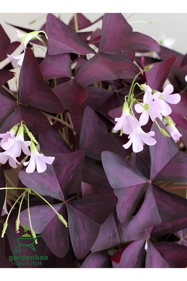 Uyku Çiçeği Süs Yoncası Oxalis triangularis 1 ADET 20-30Cm - 3