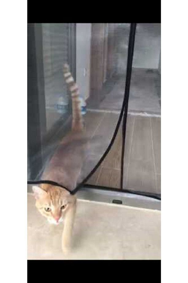 Kedi Sineklik En :93 Boy :220 Mıknatıslı Pet Kapı Sinekliği - 1