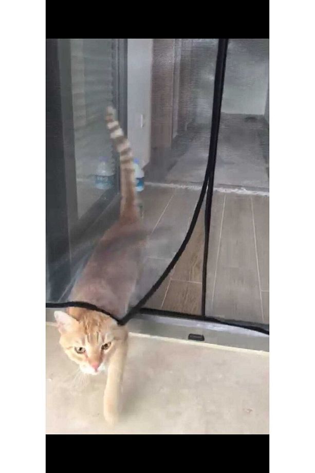 Kapı Pencere Sinekliği Mıknatıslı En 80 Cm Boy 220 Cm En Uygun Sineklik Fiyatı - 3