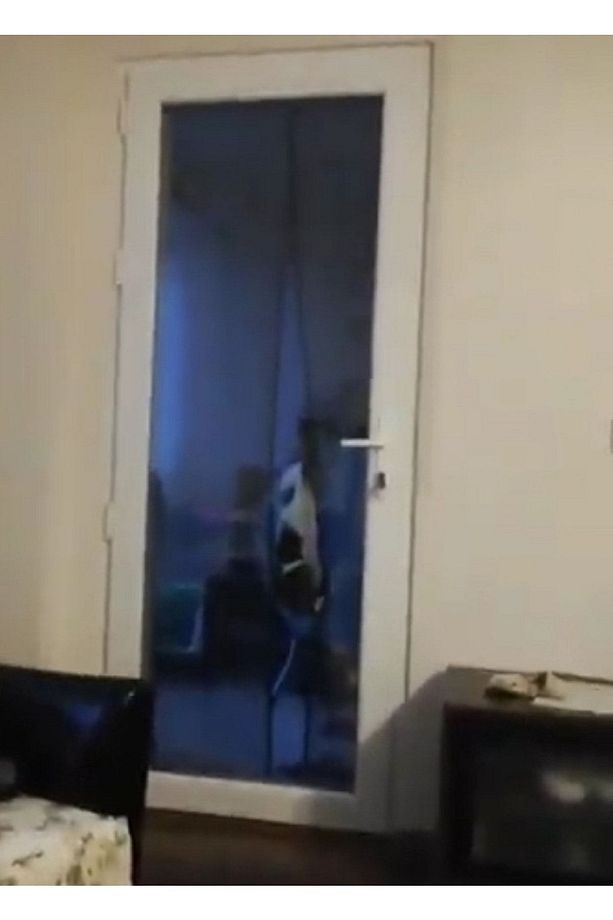 Kedi Sineklik En :93 Boy :220 Mıknatıslı Pet Kapı Sinekliği - 5