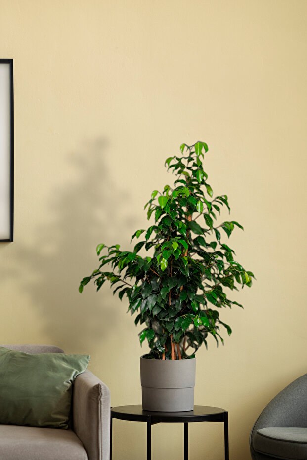 Benjamin Bitkisi - Ficus Benjamin - 100 110 cm - 3