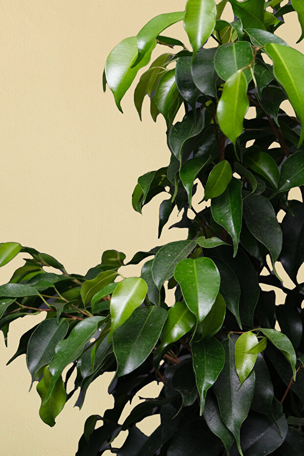 Benjamin Bitkisi - Ficus Benjamin - 100 110 cm - 2