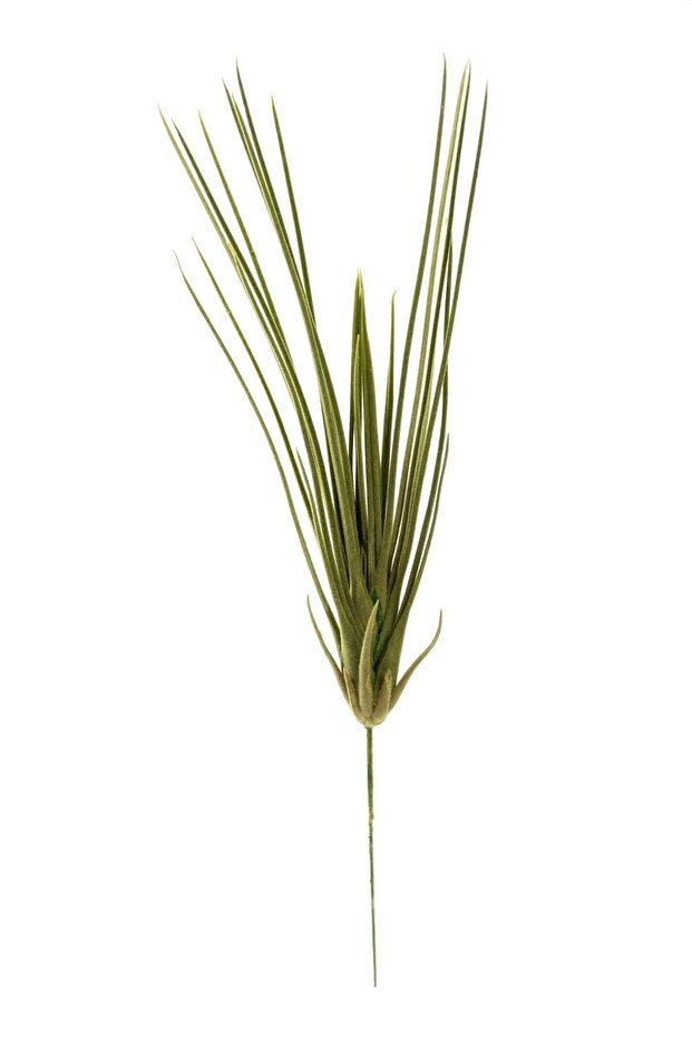 الويفيرا الاصطناعية الصغيرة - 1