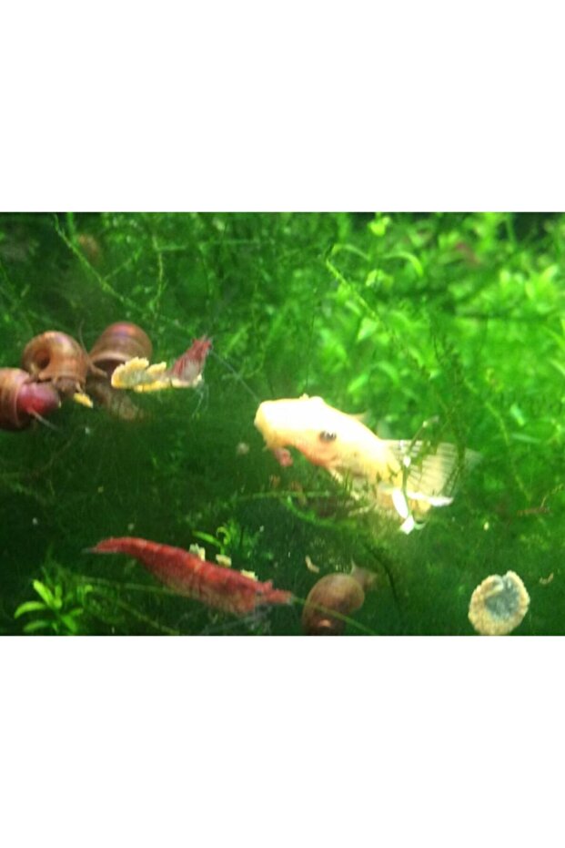 Karides Kerevit Yengeç 250 Gr - 5