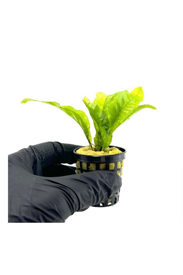 Microsorum Pteropus (java fern) - 2