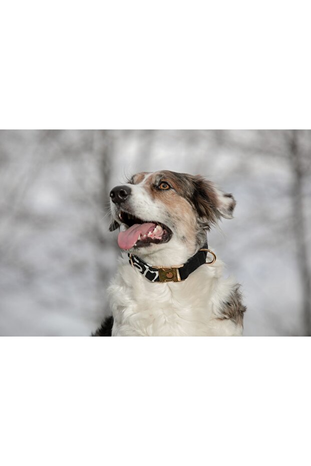 طوق الرقبة للكلاب الظل - 2