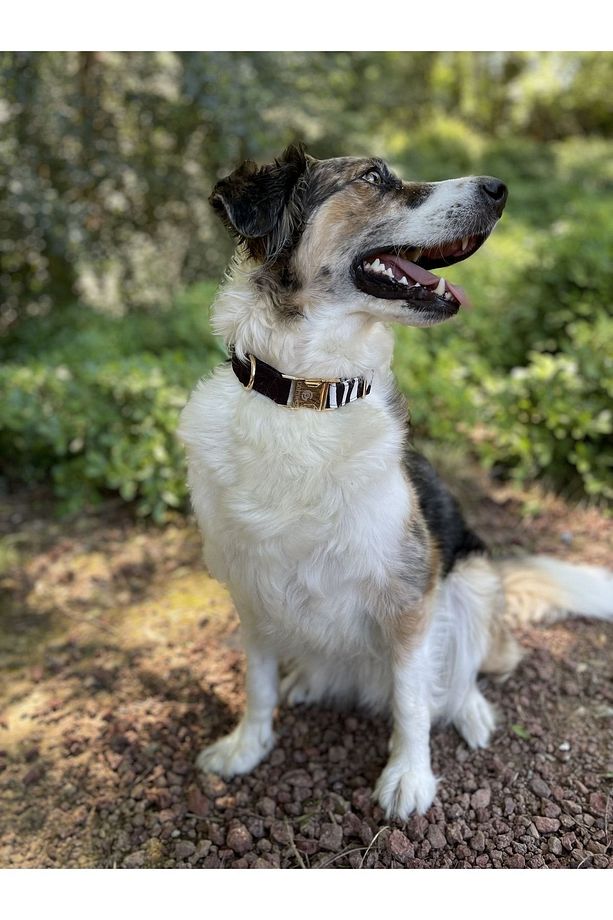 Charmlı Shadow Köpek Boyun Tasması Ve Gezdirme Kayış Seti - 3