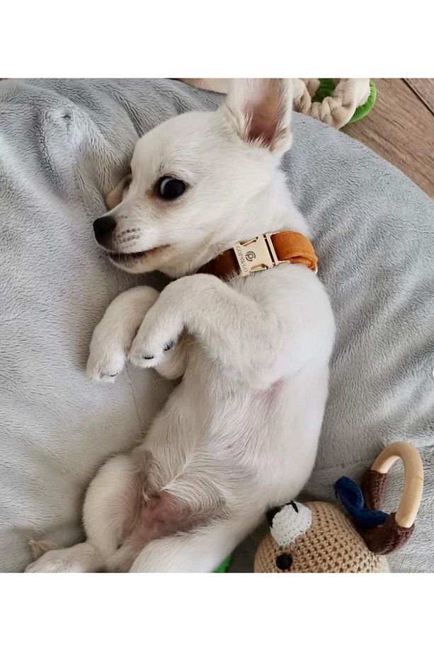 Charmlı Harlowe Köpek Boyun Tasması Ve Gezdirme Kayış Seti - 4