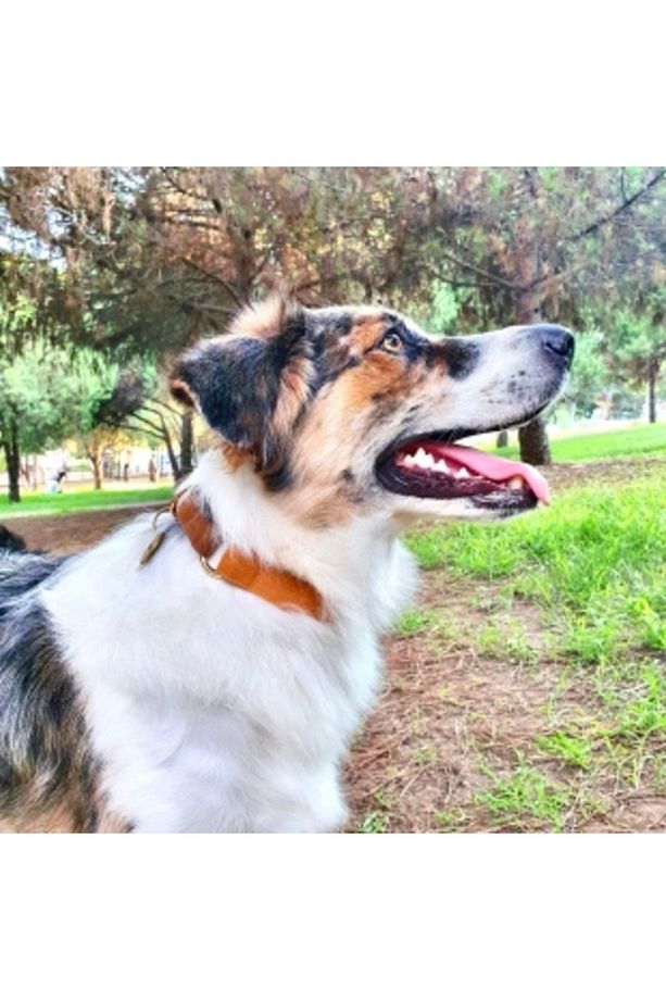 Charmlı Harlowe Köpek Boyun Tasması Ve Gezdirme Kayış Seti - 3