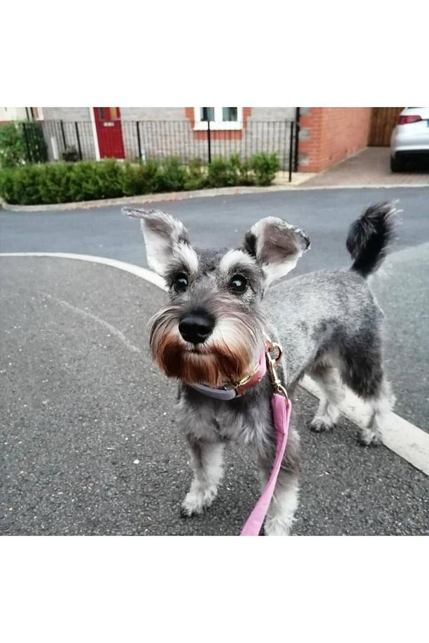 Charmlı Supreme Köpek Boyun Tasması Ve Gezdirme Kayış Seti - 3
