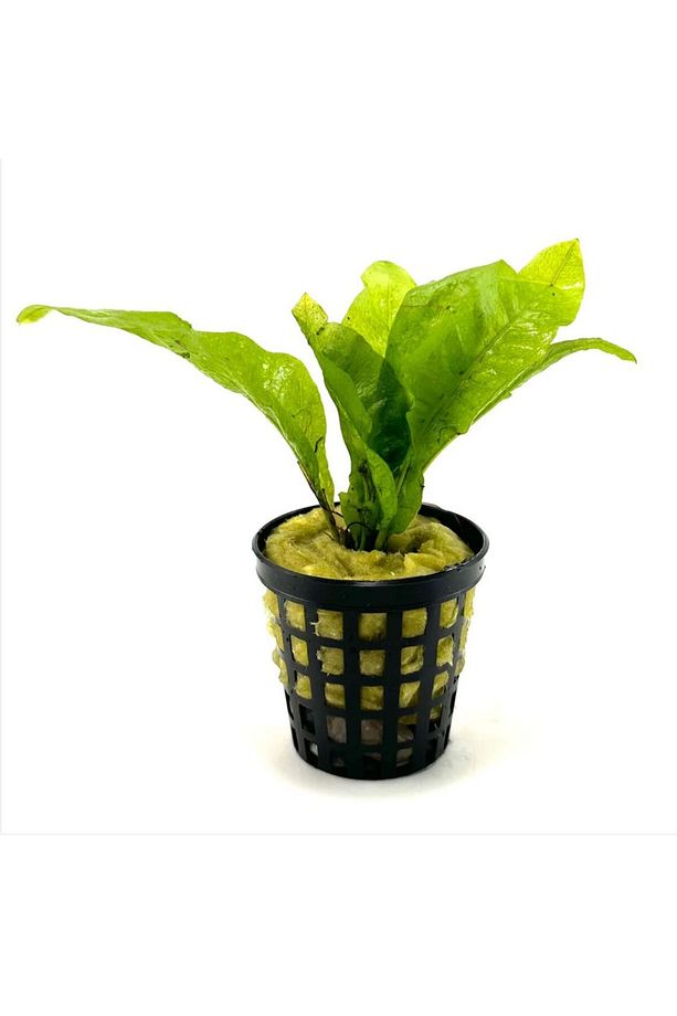 Microsorum Pteropus (java fern) - 1