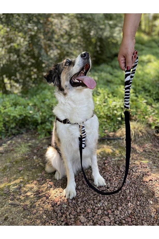 Charmlı Shadow Köpek Göğüs Tasma Seti - 3