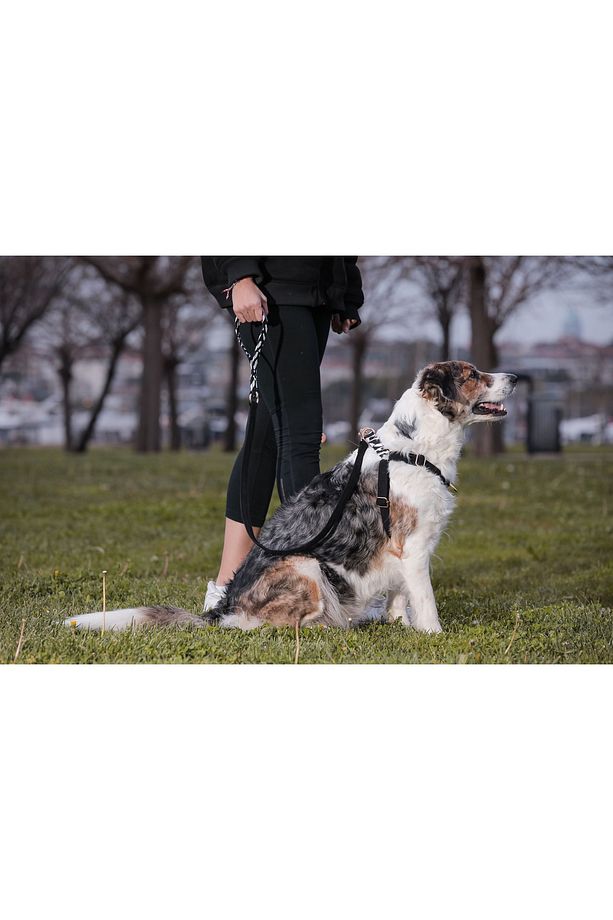 Charmlı Shadow Köpek Göğüs Tasma Seti - 4