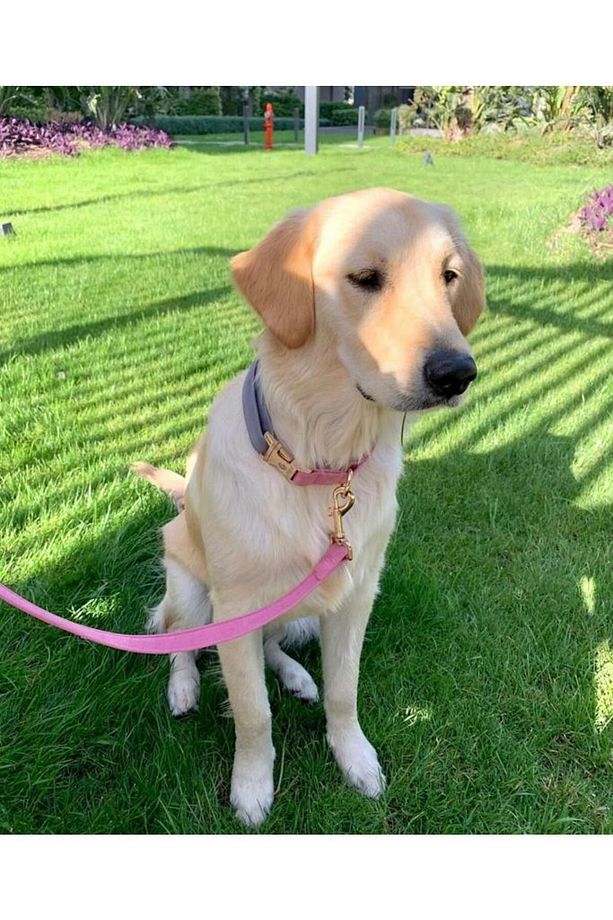 Charmlı Supreme Köpek Boyun Tasması Ve Gezdirme Kayış Seti - 4