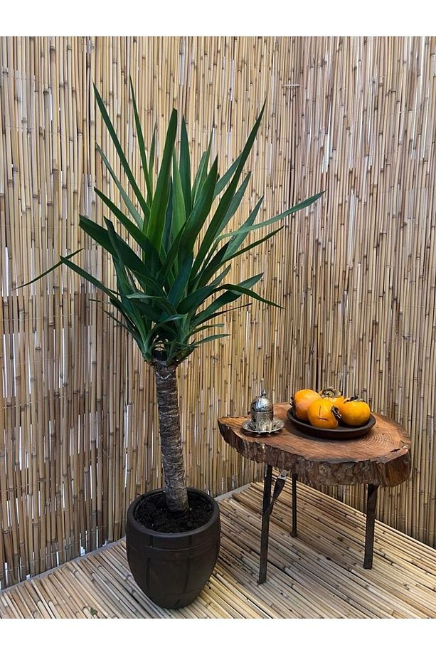 Yucca Jawel Çiçeği Yukka Bitkisi Tekli Yuka Çelik Gövde 60-70 Cm Ev Bitkisi Salon Bitkisi Ofis - 1