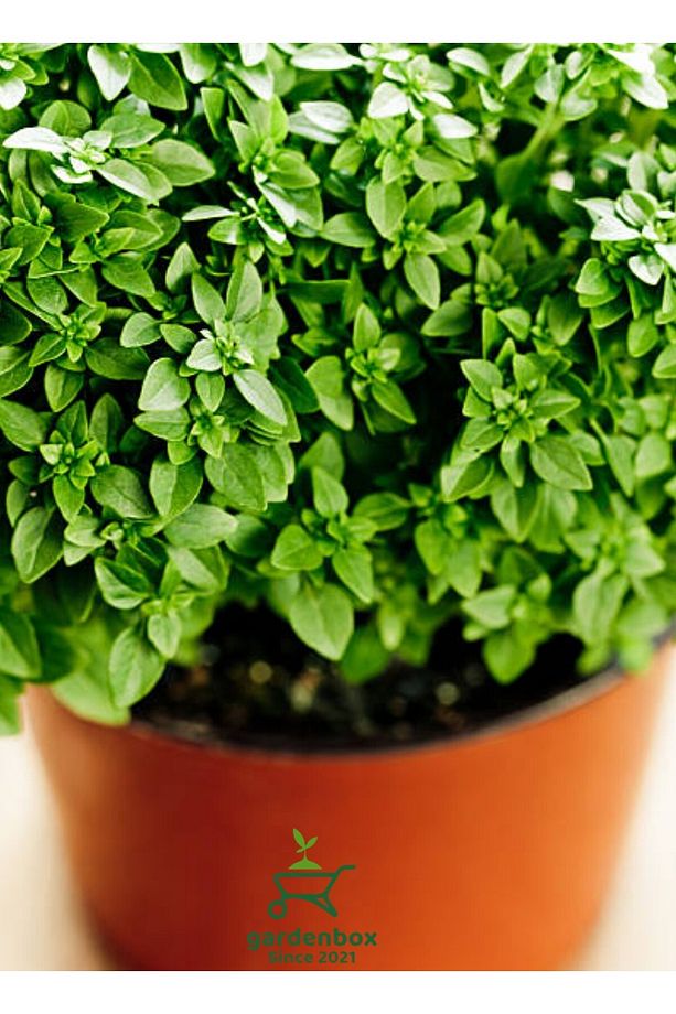 Kokulu Top Fesleğen Fidesi 1 ADET Saksılı 20-30Cm Ocimum basilicum - 2