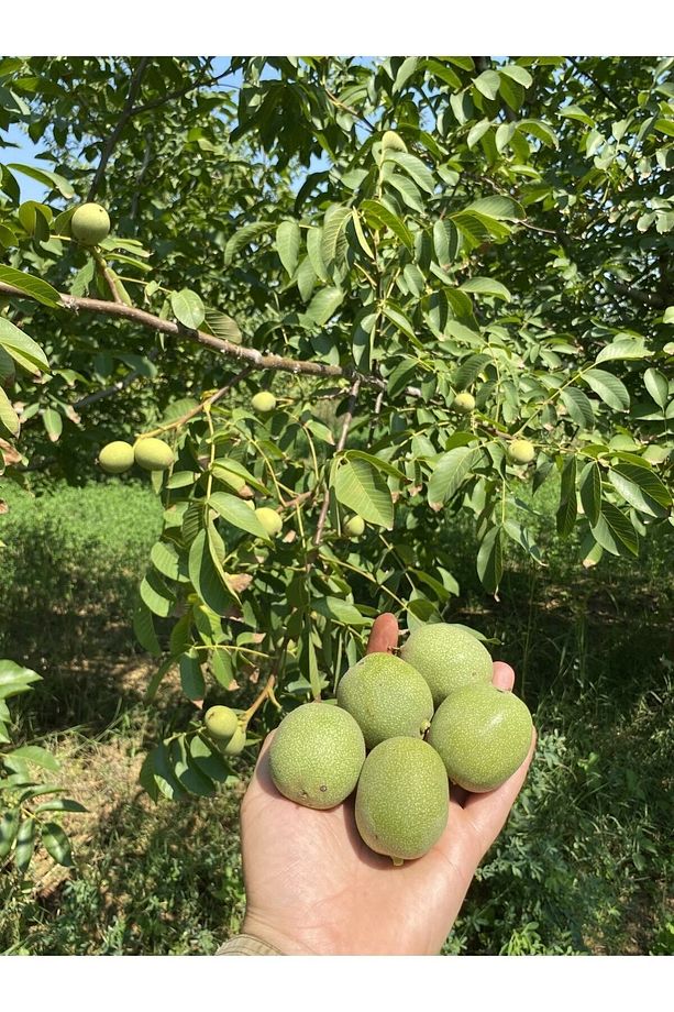 1 Kg Dalından Yeşil Kabuklu Gönderim Taze Süt Ceviz ( Lütfen Açıklamayı Okuyunuz) - 1