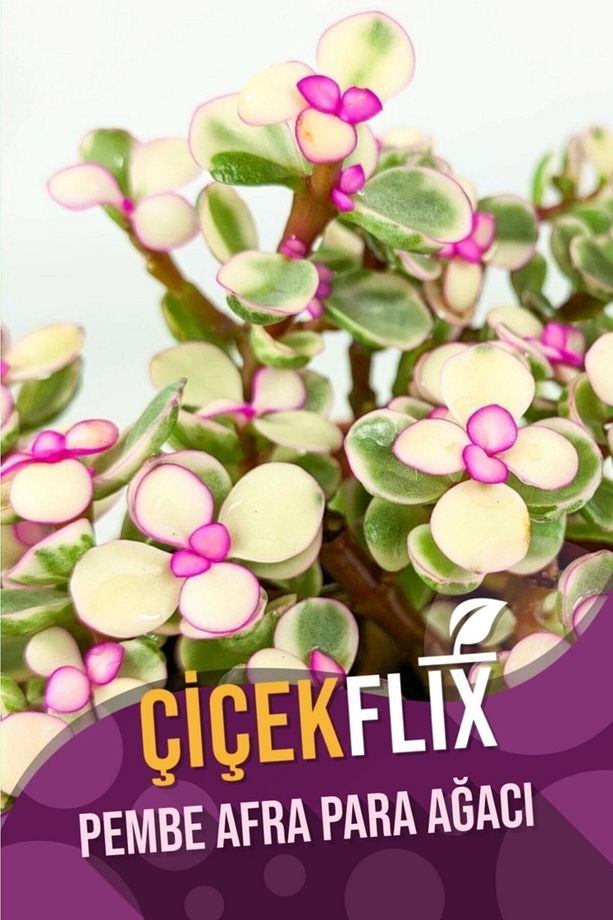 Alacalı Pembe Çiçek Açan Afra Para Ağacı Mini Boy 5.5 cm /şuan Çiceksizdir - 1