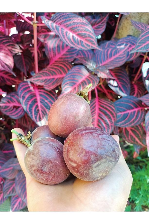 Çarkıfelek Meyvesi, 1 Kg, Pasiflora, Passiflora, Passion Fruit, Aşk Meyvesi - 3