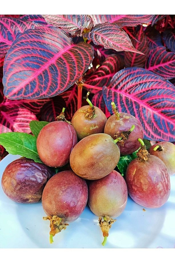 Çarkıfelek Meyvesi, 1 Kg, Pasiflora, Passiflora, Passion Fruit, Aşk Meyvesi - 2