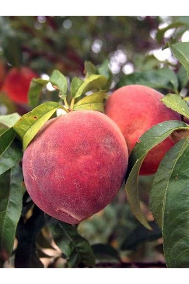 Hale Şeftali Ağacı( - 1