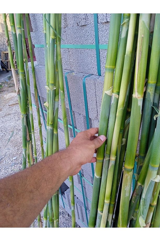 Fidan Ve Bitki Destek Çubuğu Kargı Kamış 15 Adet 180-200 Cm Hobi Bahçesi - 4
