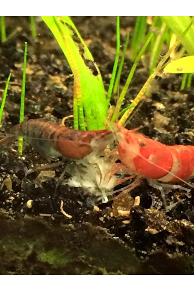 Karides Kerevit Yengeç 250 Gr - 3