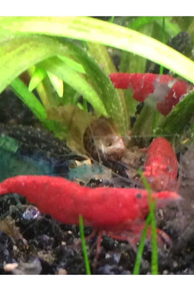 Karides Kerevit Yengeç 250 Gr - 4