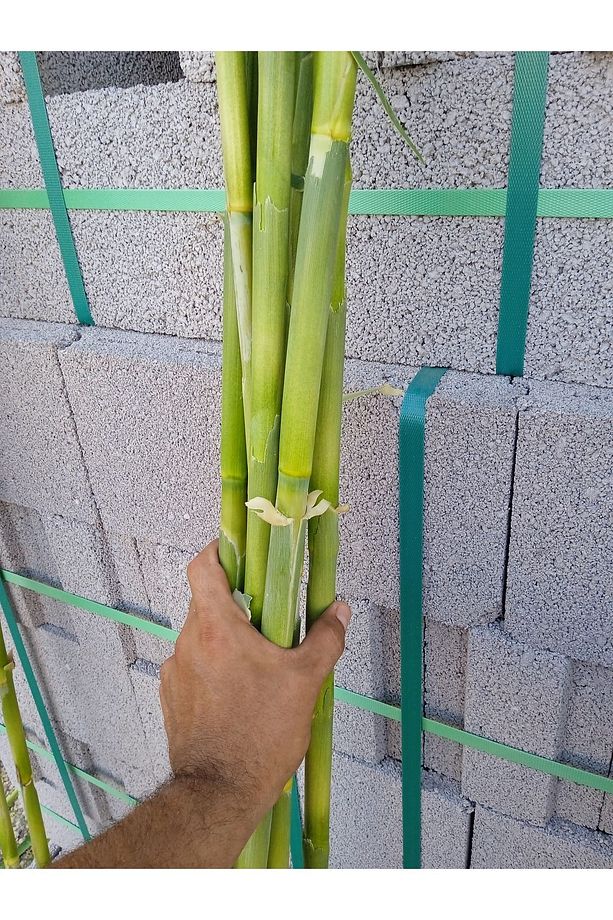 Fidan Ve Bitki Destek Çubuğu Kargı Kamış 15 Adet 180-200 Cm Hobi Bahçesi - 3