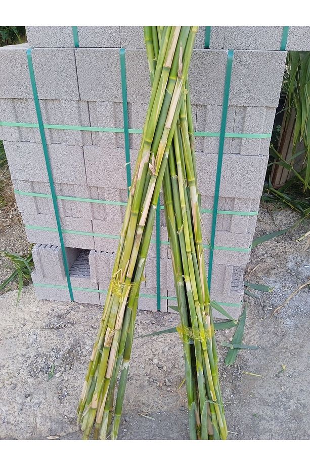 Fidan Ve Bitki Destek Çubuğu Kargı Kamış 15 Adet 180-200 Cm Hobi Bahçesi - 1