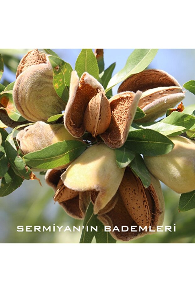 Kabuklu Badem - 2