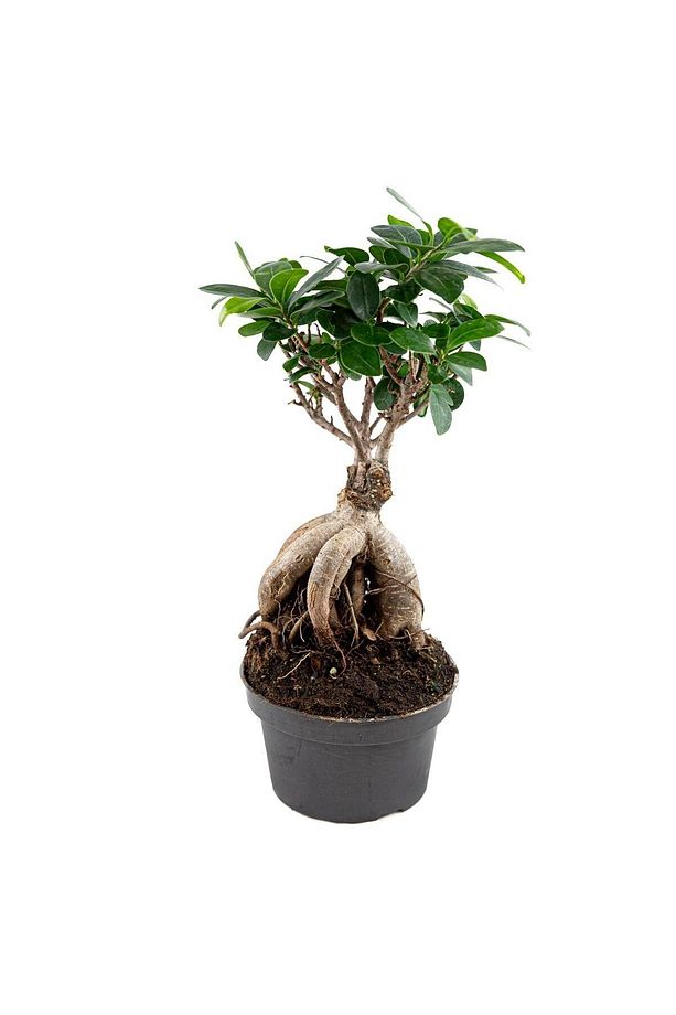 Ficus Microcarpa Ginseng Bonsai Ağacı - 1