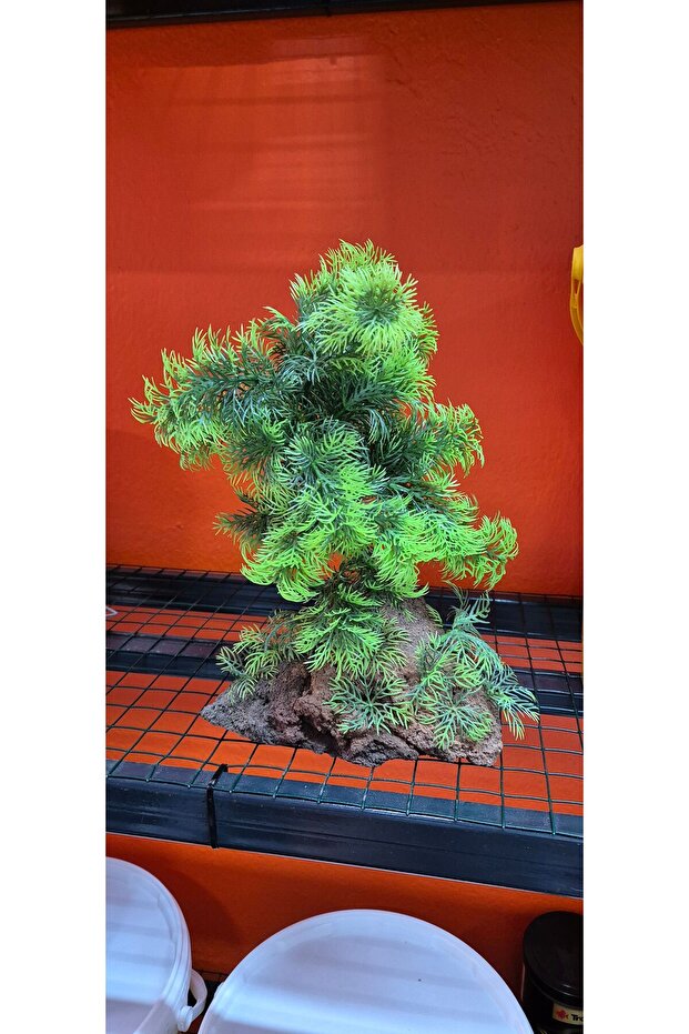 Bitkili Lav Kayası - 1