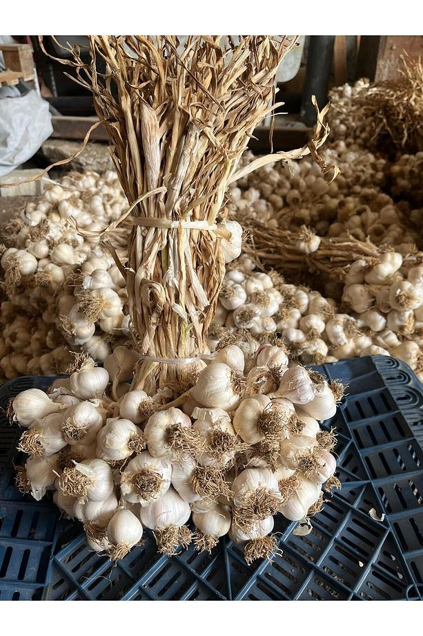 Manav Kastamonu Taşköprü Sarımsağı 1kg Küçük Boy 2024 - 1