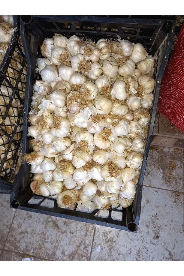Manav Kastamonu Taşköprü Sarımsağı 1kg Küçük Boy 2024 - 3
