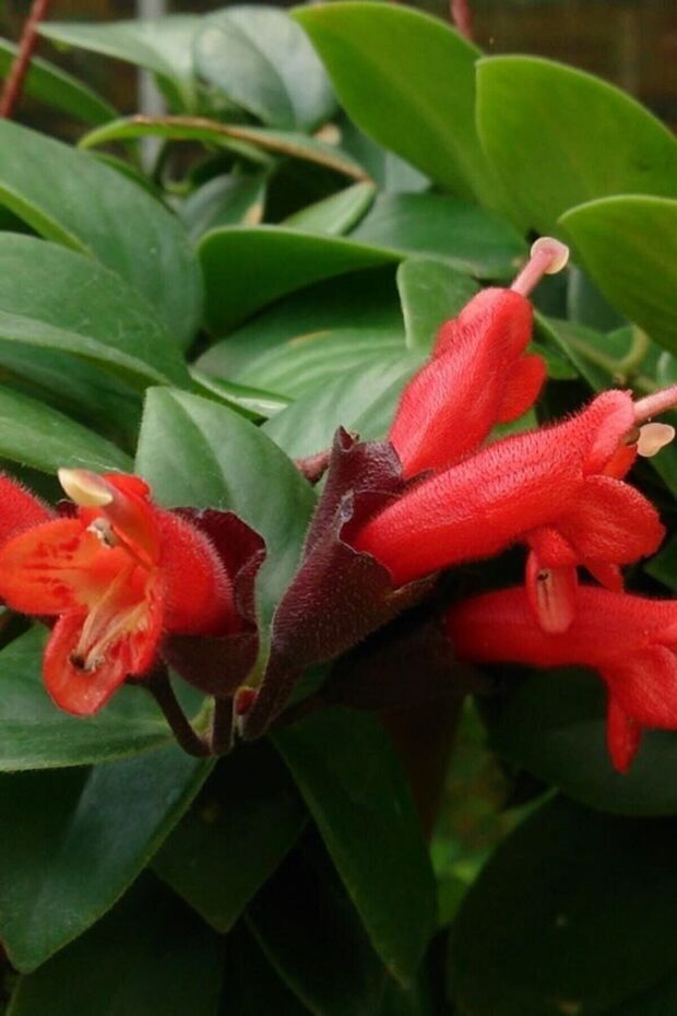 Ruj Çiçeği (20~40 Cm) - 2