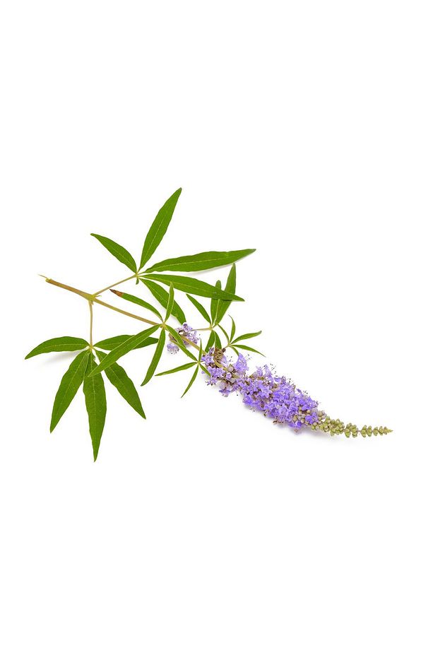 Hayıt Tentürü (Vitex Agnus Castus) / Chaste Seed Tincture (Alkolsüz, Asitsiz, Katkısız, Orig.-50 Ml) - 4