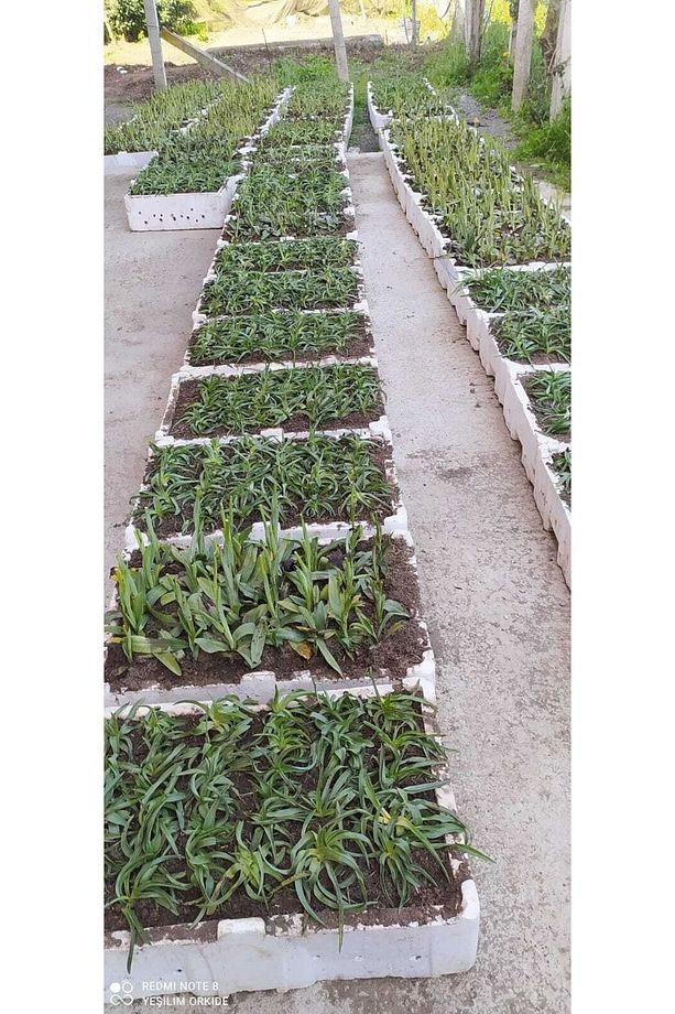 Salep Fidesi 100 Adet Orkide Serapies Orchis Sahlep - 1