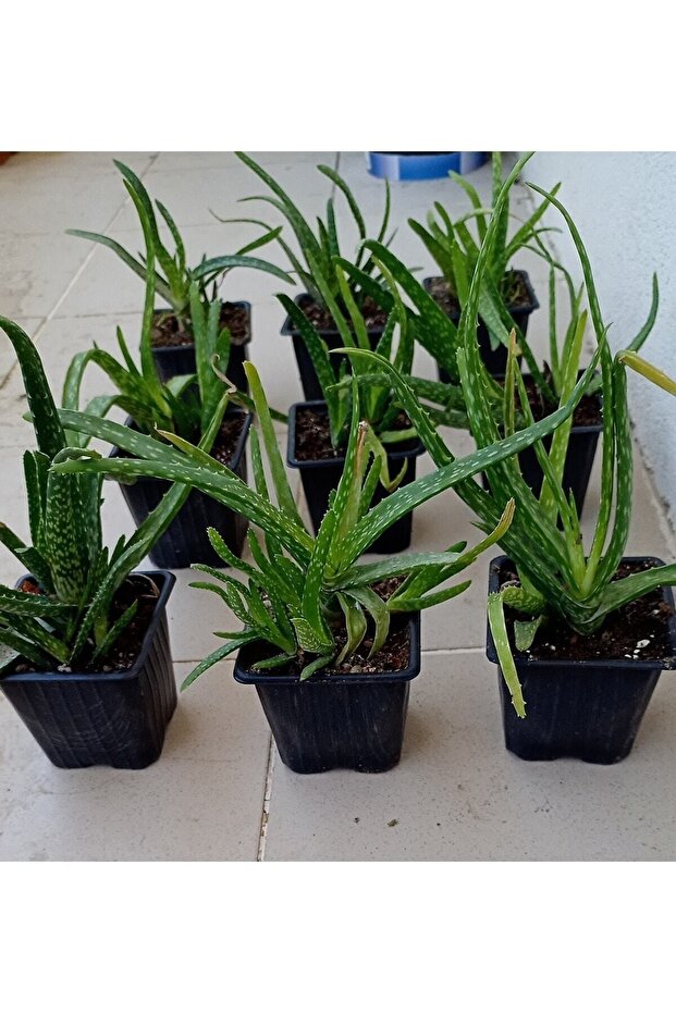 Alovera Çiçeği - 3