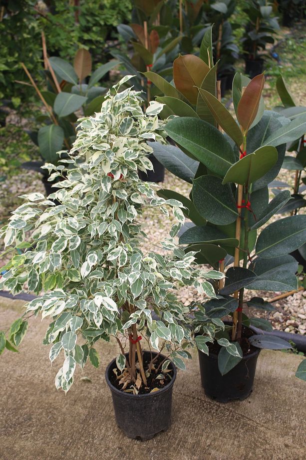 Ficus Benjamin Starlight - Kavçuk Bitkisi Canlı salon bitkisi 2 Adet - 1