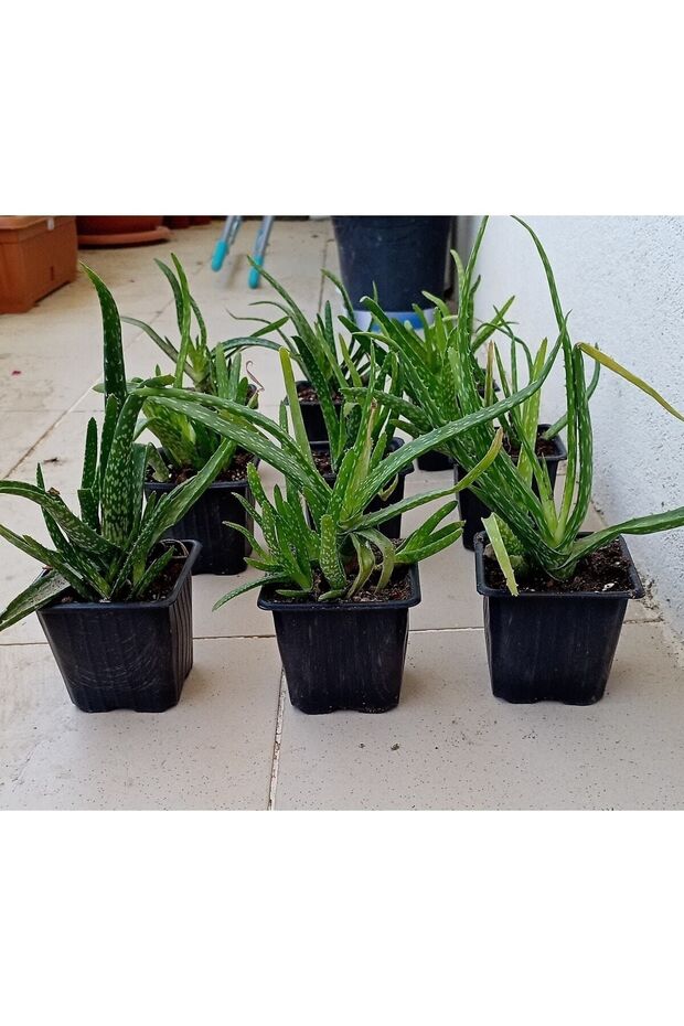 Alovera Çiçeği - 4