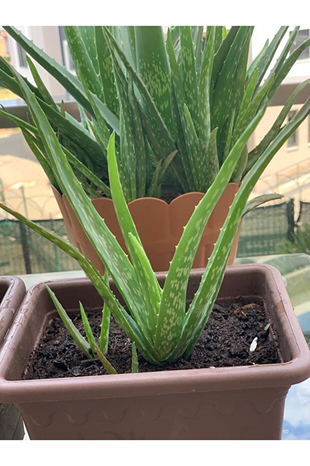 Alovera Çiçeği - 2