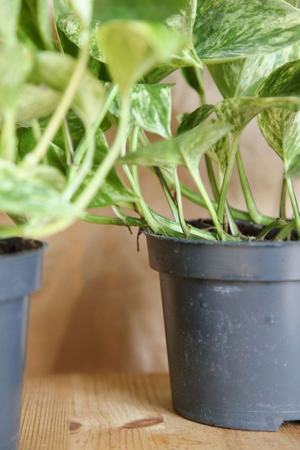 Epipremnum Pinnatum-marble Queen Pothos-alacalı Salon Sarmaşığı - 3