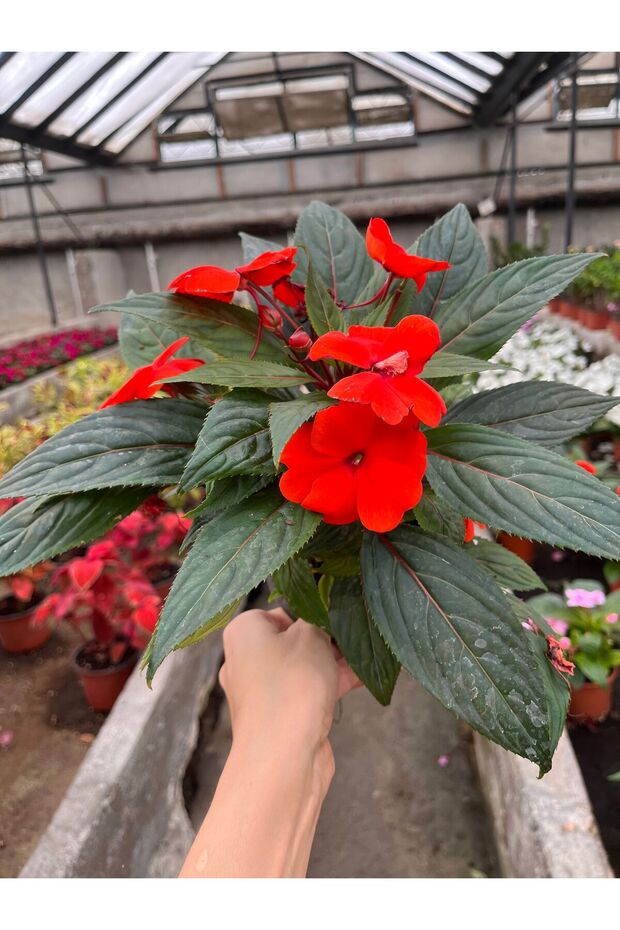 Rozet pervane çiçeği kırmızı - 1