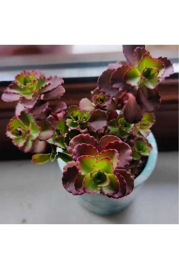 (5adet )Sedum bitkisi fidesi -(10-15cm) mezar örtücü-yayilici bitki - 2