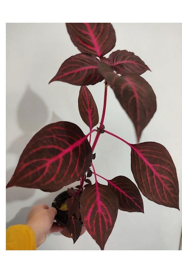 Cingene Salvari Cicegi Fidesı (30-40cm ) Yaprak Güzeli Cicegi - 3
