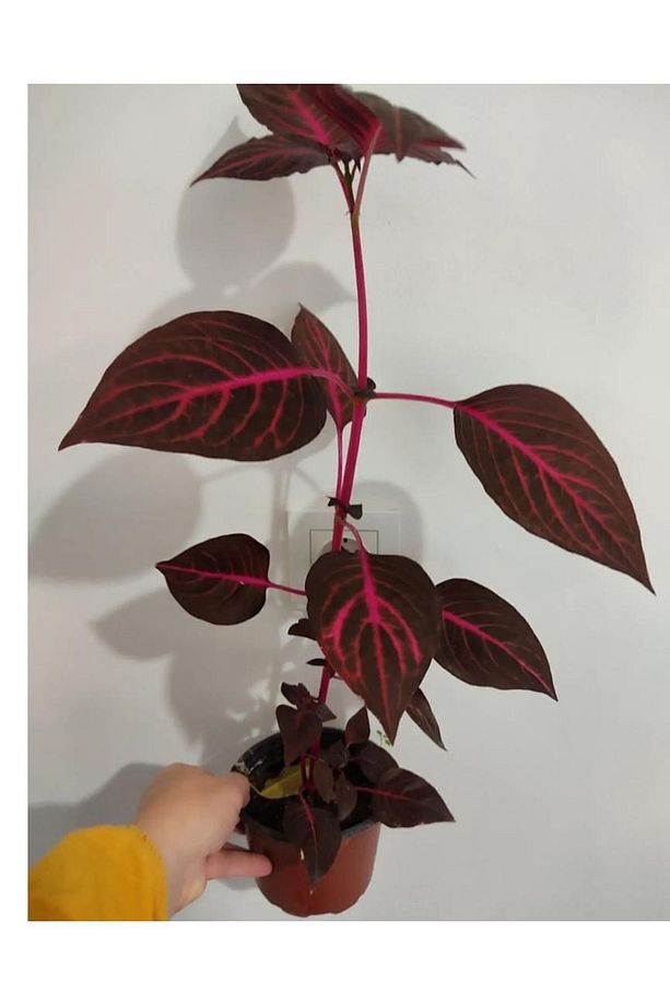 Cingene Salvari Cicegi Fidesı (30-40cm ) Yaprak Güzeli Cicegi - 2