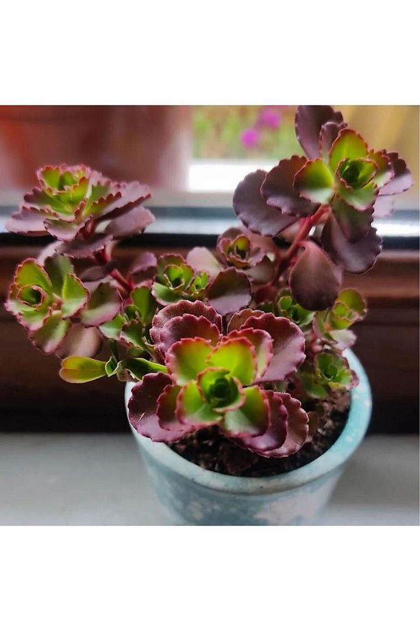 (5adet )Sedum bitkisi fidesi -(10-15cm) mezar örtücü-yayilici bitki - 1