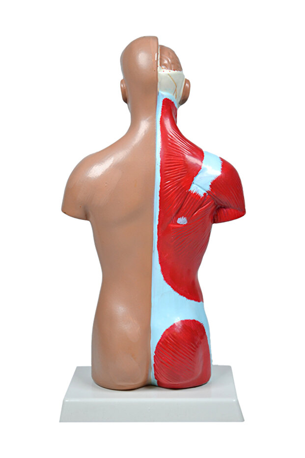 İnsan Vücudu Modeli 27 Cm - 4