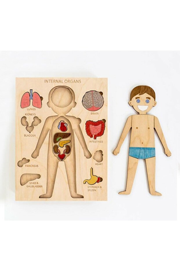 Wooden Human Toy - Paintable Body and Organs